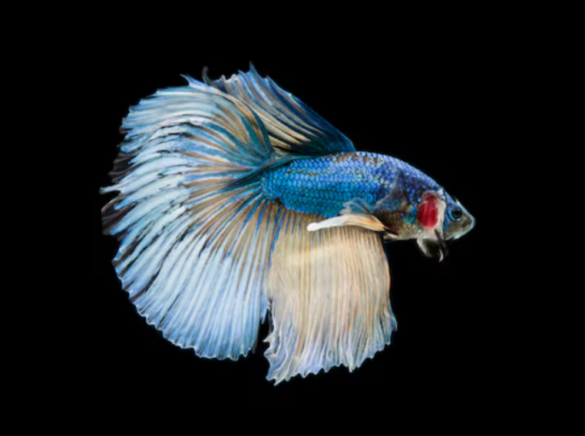 PHOTOS: Teresa Giudice Attends Posche Fashion Show 2012 With Rumored Housewife Jennifer Dalton